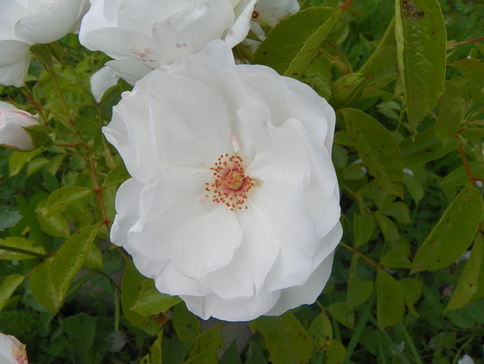 Dominique Loiseau - Trandafiri 2016 3