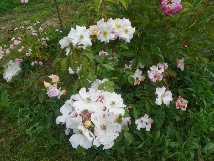 Sally Holmes - Trandafiri 2016 3