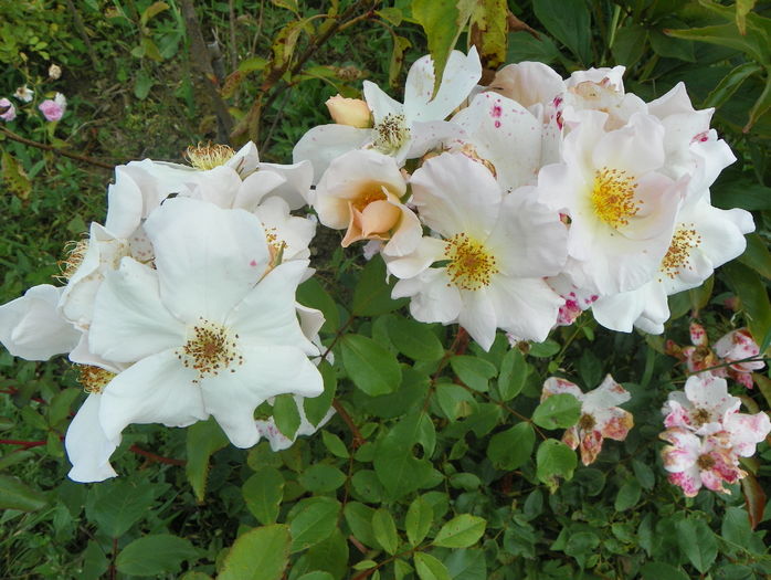 Sally Holmes - Trandafiri 2016 3