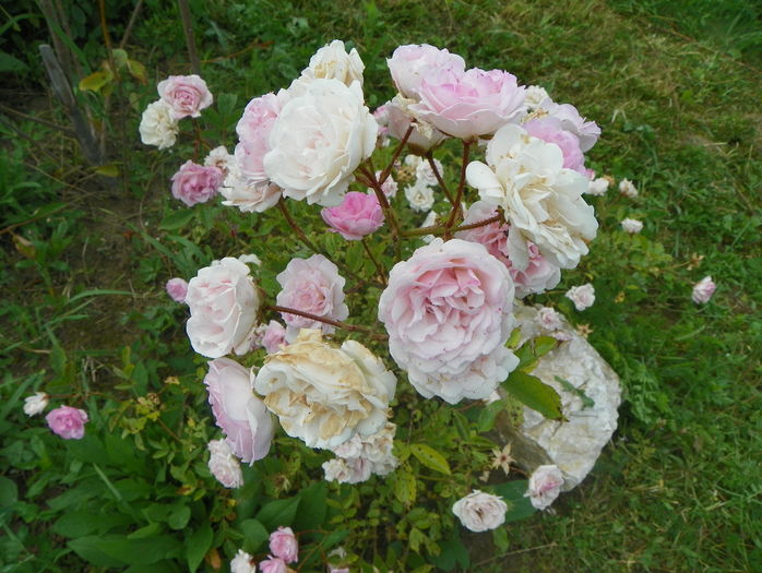 Frau Eva Schubert - Trandafiri 2016 3