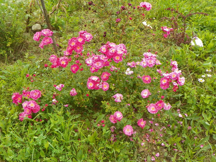 Magic Meillandecor - Trandafiri 2016 3