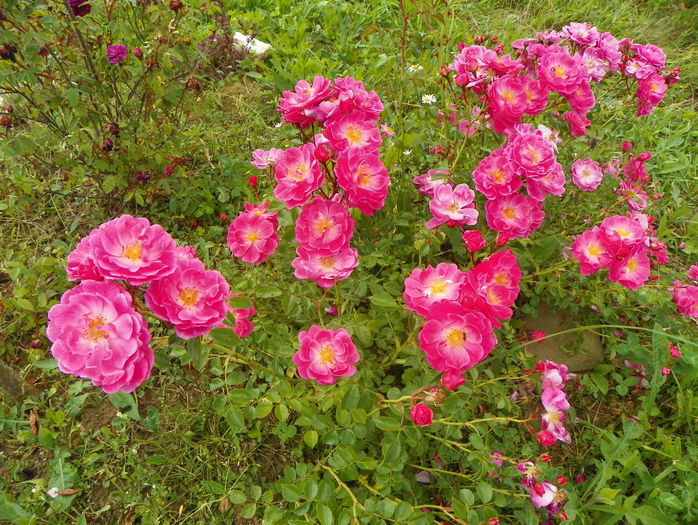 Magic Meillandecor - Trandafiri 2016 3