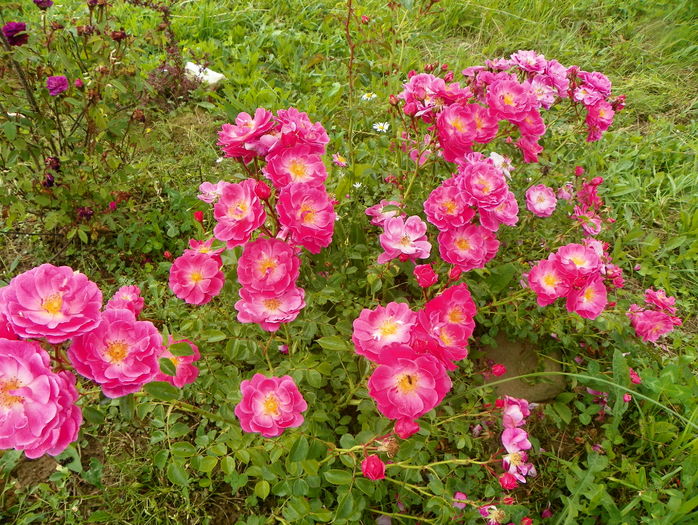 Magic Meillandecor - Trandafiri 2016 3