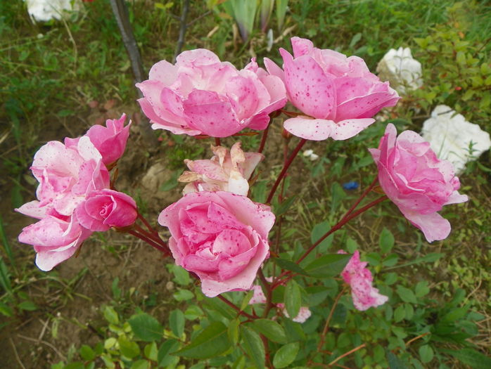 Mvr. Nathalie Nypels - Trandafiri 2016 3