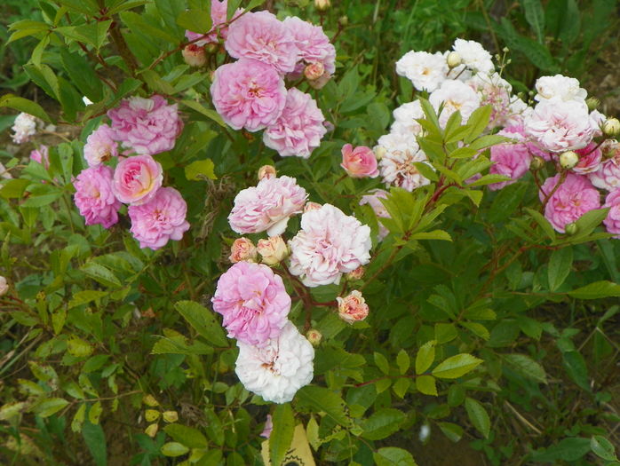 Pink Ghislaine de Feligonde - Trandafiri 2016 3