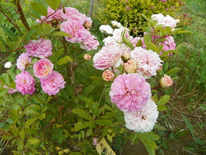 Pink Ghislaine de Feligonde - Trandafiri 2016 3