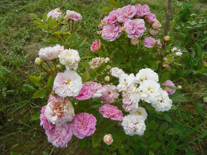 Pink Ghislaine de Feligonde - Trandafiri 2016 3