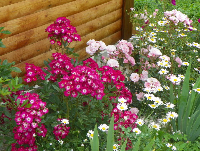 Red Ballerina si Bonica