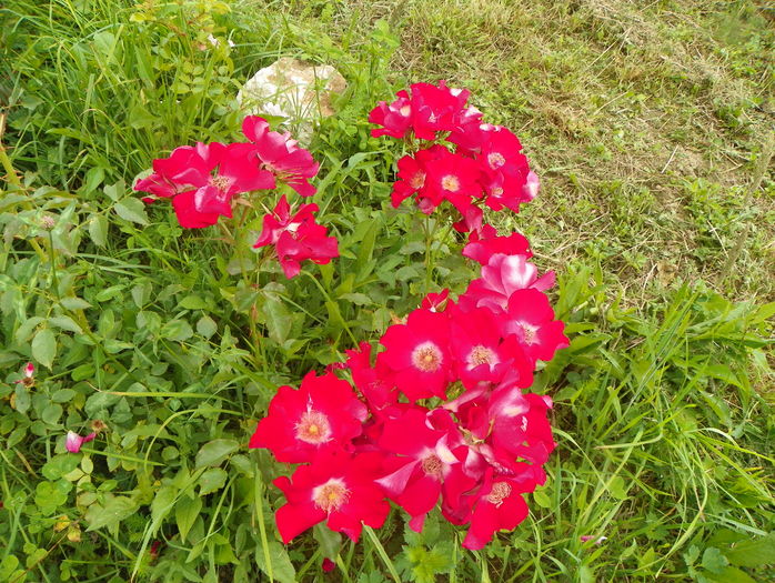 Dortmund - Trandafiri 2016 3