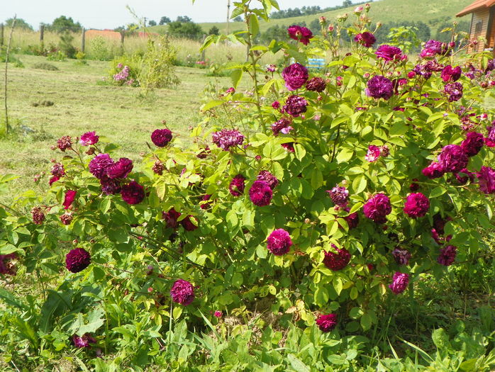 Orpheline de Juillet