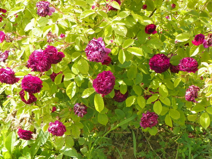 Orpheline de Juillet