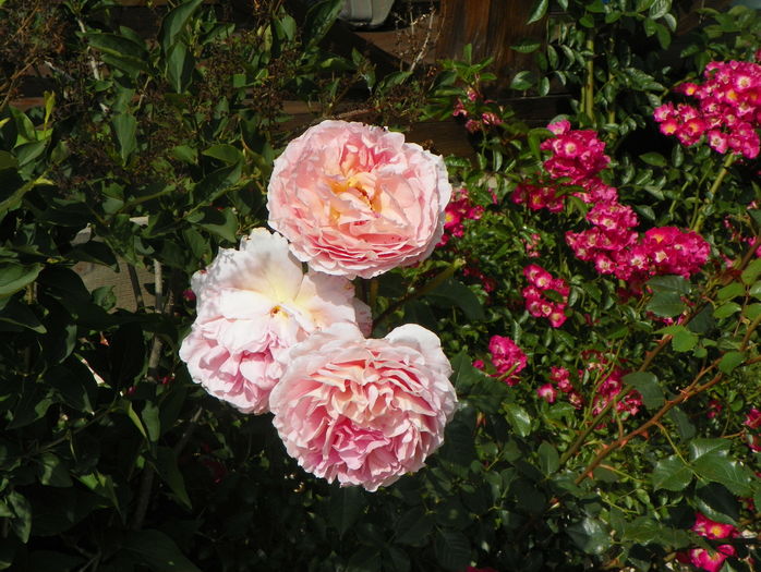 Abraham Darby si Maria Lisa