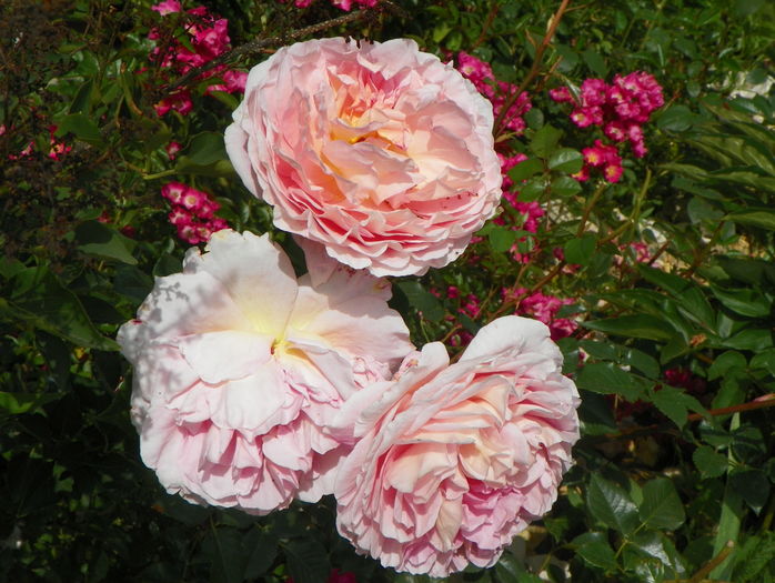 Abraham Darby si Maria Lisa