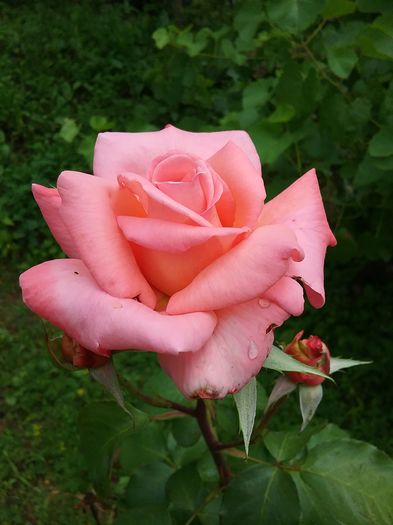 20160619_122455