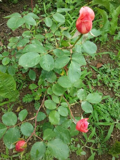 20160619_122109