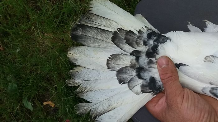 acelasi m cu coada desfacuta