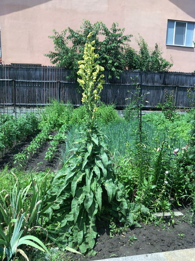 Luminarica - 01-Flori din curtea mea 2016