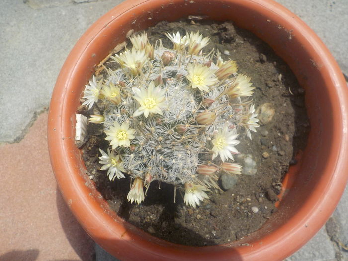 DSCN0226[1] - CACTUSI si SUCULENTE