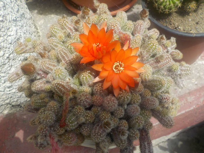 DSCN0228[1] - CACTUSI si SUCULENTE