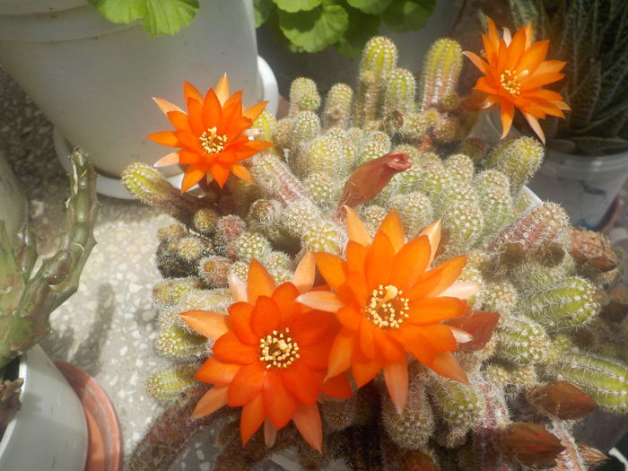 DSCN0229[1] - CACTUSI si SUCULENTE