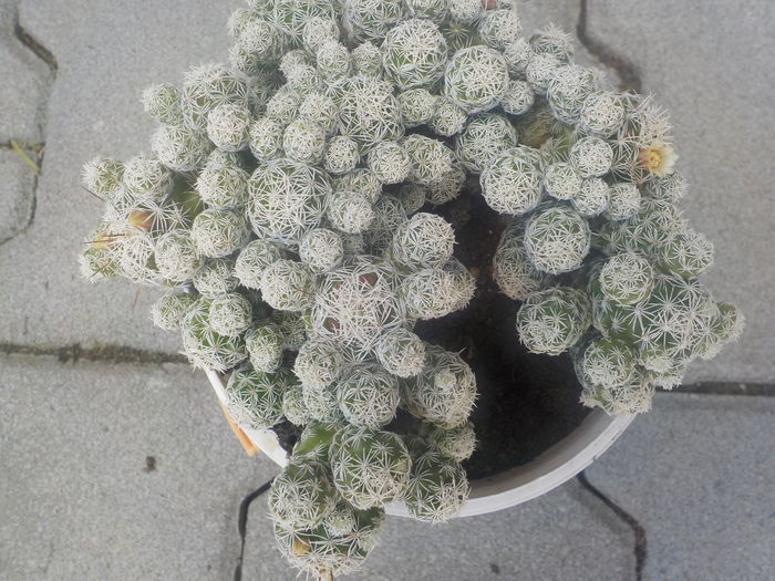 DSCN0230[1] - CACTUSI si SUCULENTE