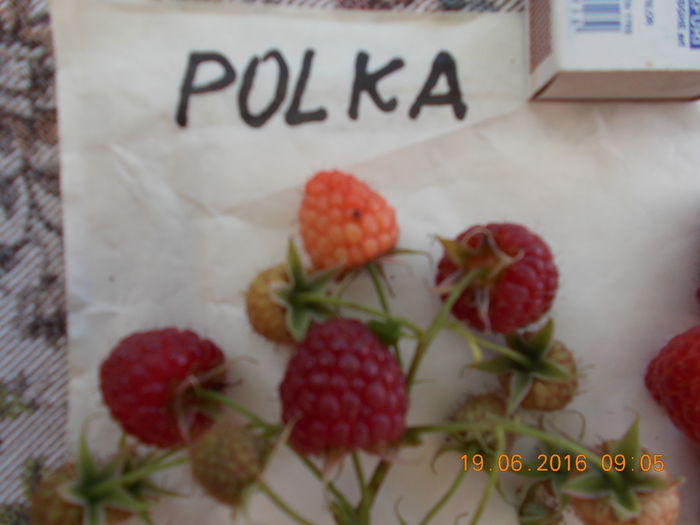 DSCN0753 - Polka