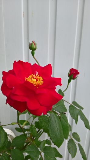 WP_20160617_12_20_51_Pro