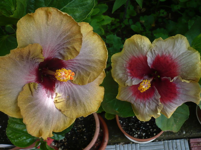 P1270407 - HIBISCUSI 2016-2