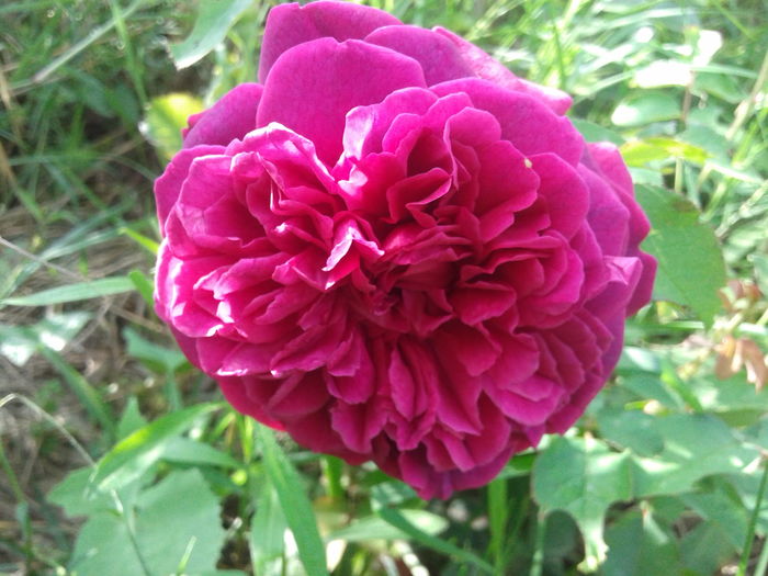 20160619_085730 - English rose - William Shakespeare
