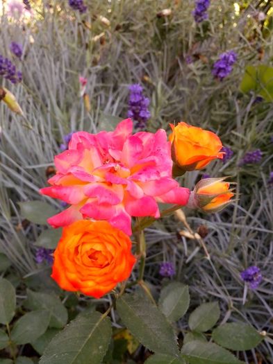 nr 1 miniroze - 0 TRANDAFIRI DIMOV 2016