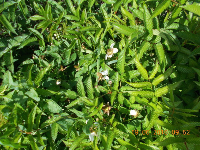 DSCN0780 - Rubus rosifolius