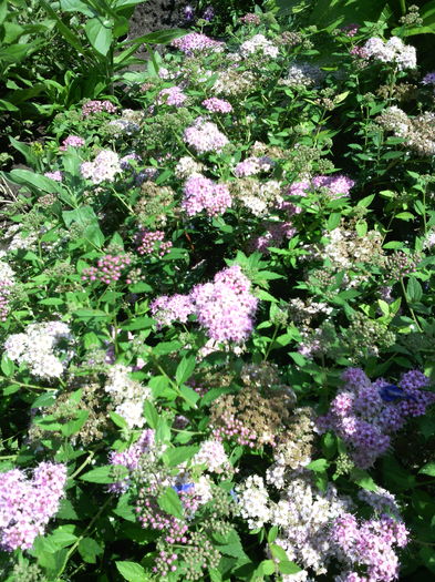 Spirea - 01-Flori din curtea mea 2016