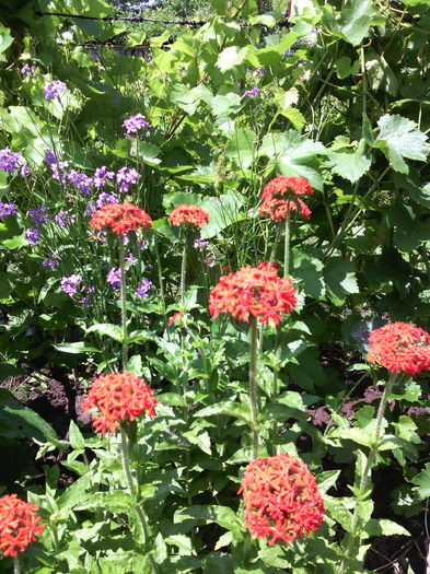 IMG_20160606_134701 - 01-Flori din curtea mea 2016