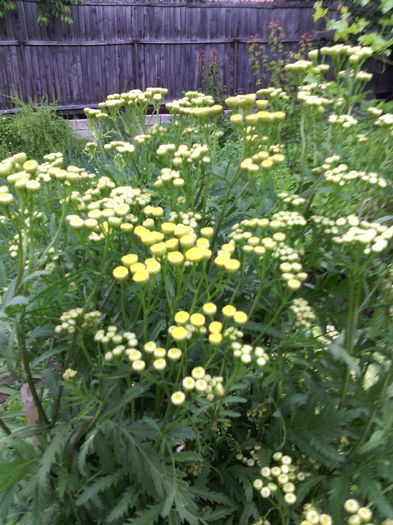Achillea filipendula
