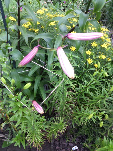 Crini regali - 01-Flori din curtea mea 2016