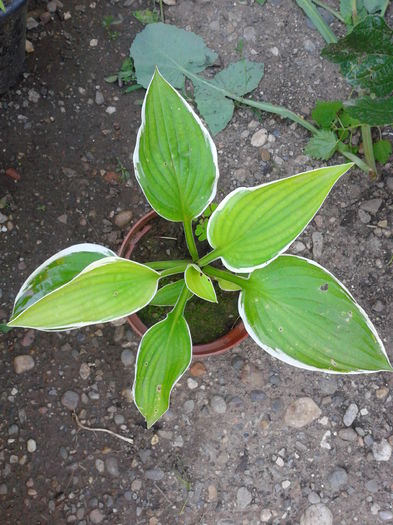 hosta 12lei