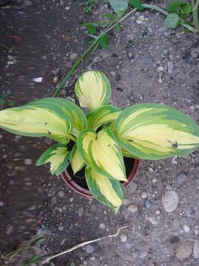hosta 12 lei