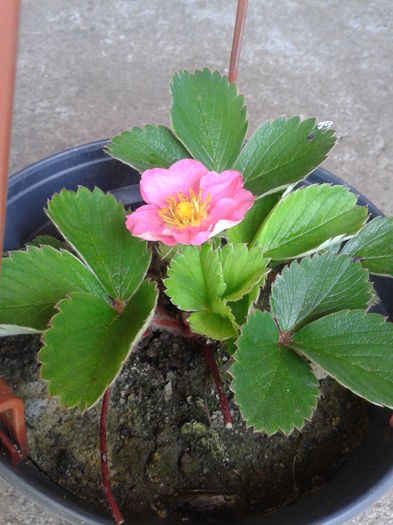 capsuna cu floare roz