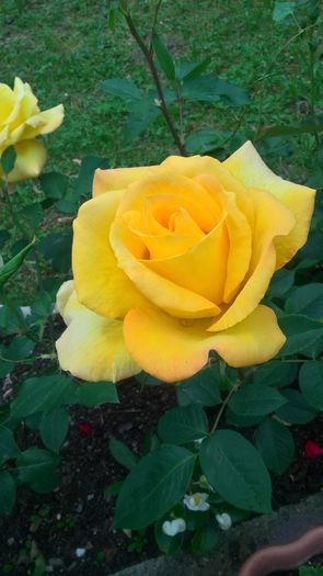 WP_20160619_18_23_47_Pro