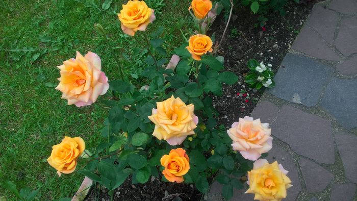 WP_20160619_18_23_26_Pro