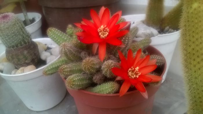 Chamaecereus silvestri - Cactusi si suculente 2016