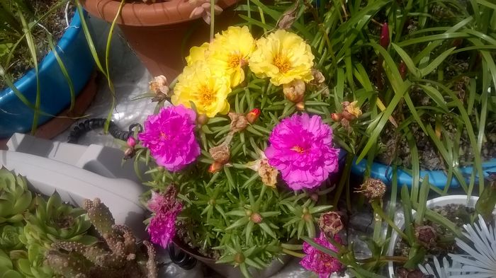 Portulaca