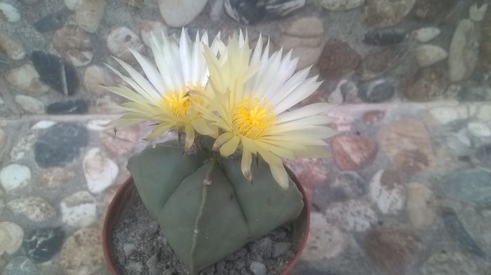 WP_20160617_14_34_46_Pro