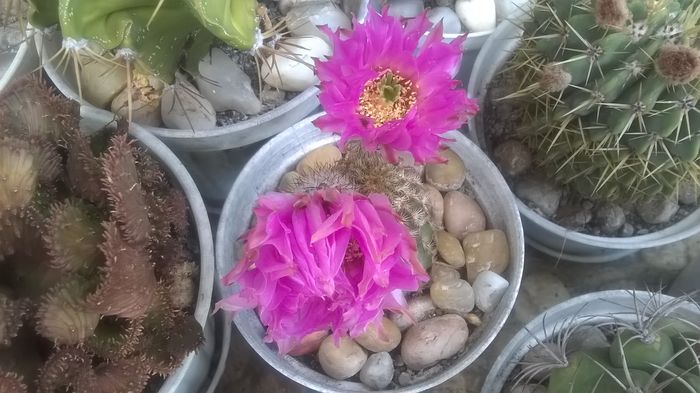 WP_20160617_14_35_13_Pro