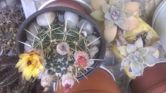 WP_20160617_14_35_19_Pro