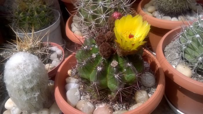 WP_20160617_14_35_52_Pro