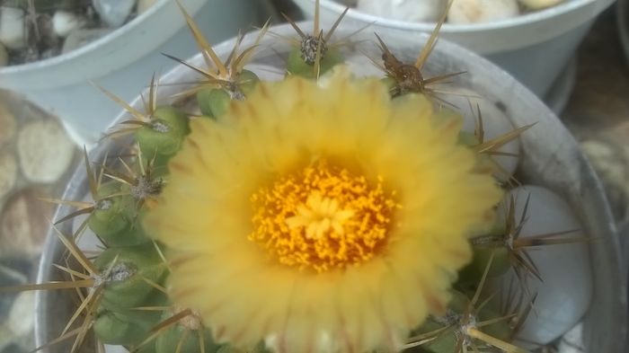 WP_20160617_14_36_07_Pro