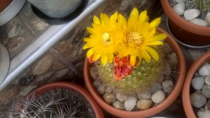 Parodia