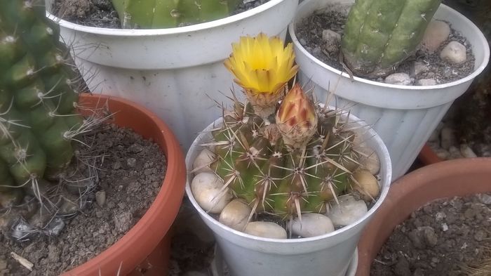 WP_20160617_14_36_31_Pro