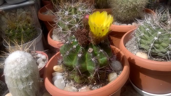 WP_20160617_14_36_41_Pro